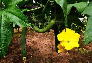 加拿大丝瓜爆料视频,揭秘真实生活片段